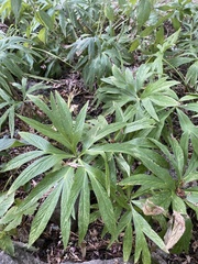 Helleborus purpurascens