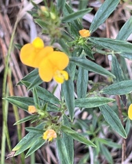 Stylosanthes biflora