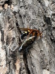 Sphecius speciosus