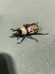 Dynastes tityus