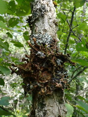 Pseudocyphellaria holarctica