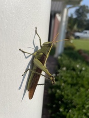 Schistocerca obscura