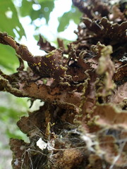Pseudocyphellaria holarctica