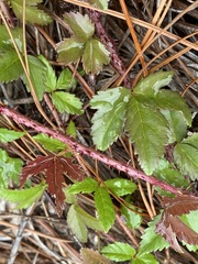 Rubus trivialis