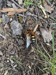 Sphecius speciosus