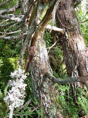 Pannaria conoplea image