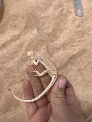 Dipsosaurus dorsalis