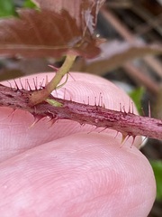 Rubus trivialis