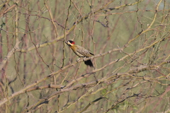 Colaptes melanochloros