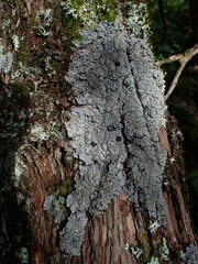 Pannaria conoplea image
