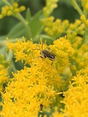 Lasioglossum coriaceum