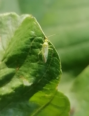 Orthotylinae
