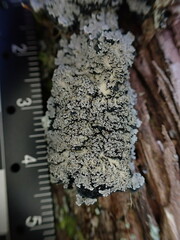 Pannaria conoplea image