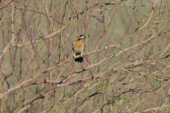 Colaptes melanochloros