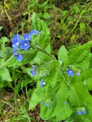 Pentaglottis sempervirens
