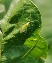 Orthotylinae