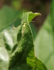 Orthotylinae