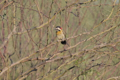 Colaptes melanochloros