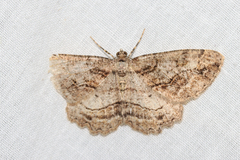 Neoalcis californiaria