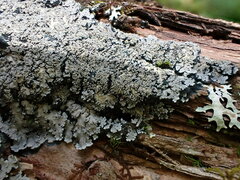 Pannaria conoplea image