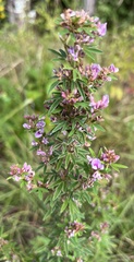 Lespedeza virginica