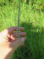 Spiranthes lacera gracilis