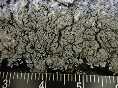 Pannaria conoplea image