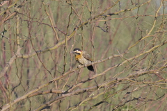 Colaptes melanochloros