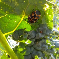Murgantia histrionica