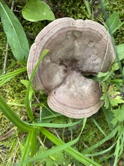 Lactarius lignyotus