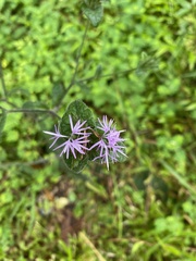 Elephantopus tomentosus