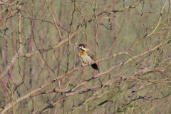 Colaptes melanochloros