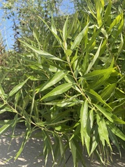 Amsonia