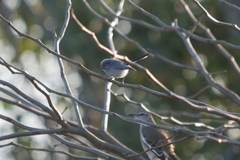 Polioptila dumicola
