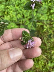 Elephantopus tomentosus