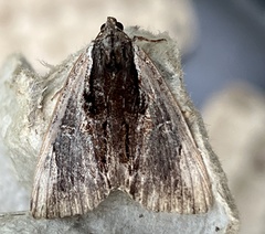 Catocala ultronia