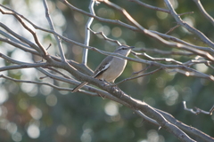 Mimus triurus