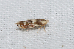 Stigmella salicis