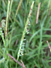 Eremochloa ophiuroides