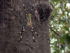Trichonephila clavata