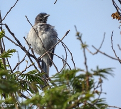 Aphelocoma woodhouseii