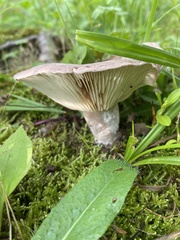 Lactarius lignyotus