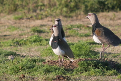 Vanellus chilensis