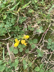 Lotus corniculatus