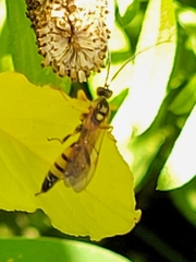 Ichneumonina