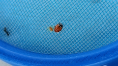 Hippodamia variegata