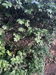 Lagerstroemia indica