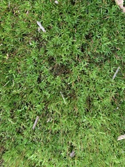 Atrichum undulatum