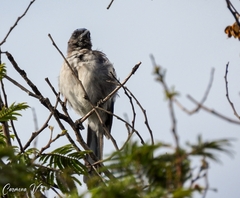 Aphelocoma woodhouseii