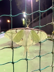 Actias luna